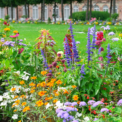 Blossoming flowerbeds in the park