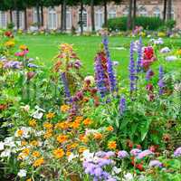 Blossoming flowerbeds in the park