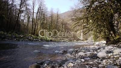 Mountain River among Trees and Stones in Gorge