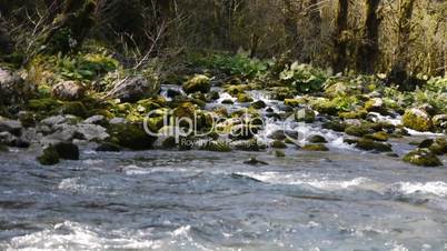 Mountain River among Trees and Stones in Gorge