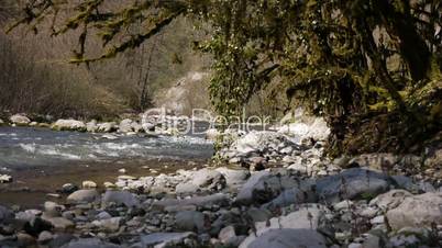 Mountain River among Trees and Stones in Gorge