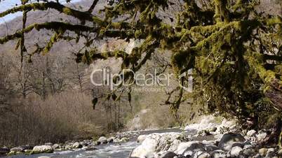 Mountain River among Trees and Stones in Gorge