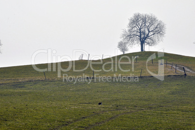 Baum am Horizont