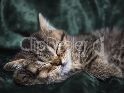 Little Kitten Scottish breed asleep in a chair