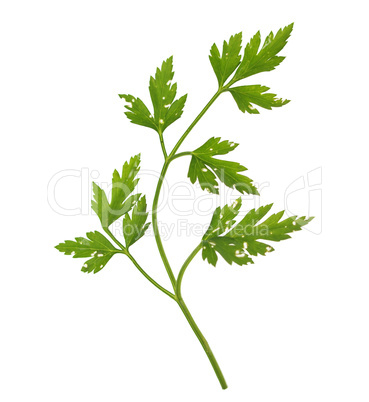 Parsley aka cilantro isolated