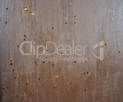Wood damaged by furniture beetle
