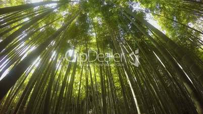 Windstoß durch den Bambuswald