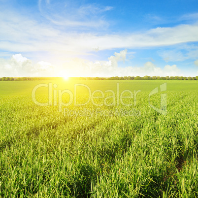 field, sunrise and blue sky