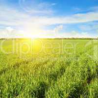 field, sunrise and blue sky