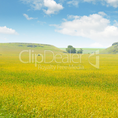 wheat field and blue sky