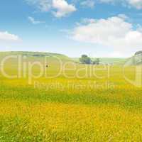 wheat field and blue sky