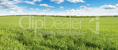 meadow and blue sky