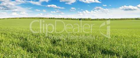 meadow and blue sky