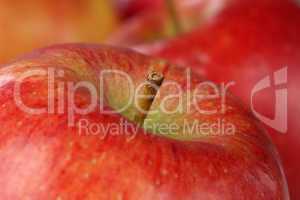 Macro roter Apfel Frucht