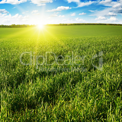 Beautiful sunset on green field