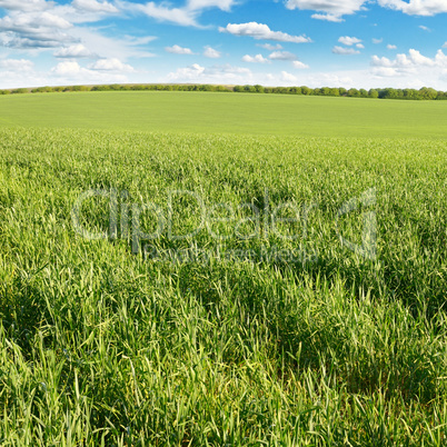 meadow and blue sky