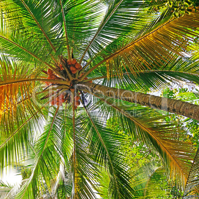 coconut tree background
