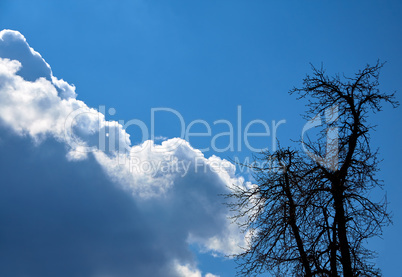 Sky clouds and silhouette tree
