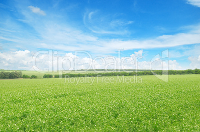 green field and blue sky with light clouds