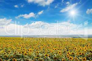 field of sunflowers and blue sky