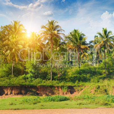 palm grove and the sunrise