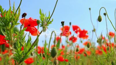 Red Flowers on a Poppy Field
