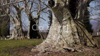 Giant Sycamores in Early Spring Season