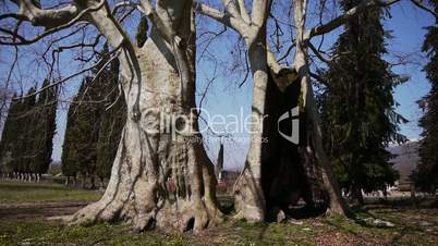 Giant Sycamores in Early Spring Season