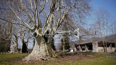 Giant Sycamores in Early Spring Season