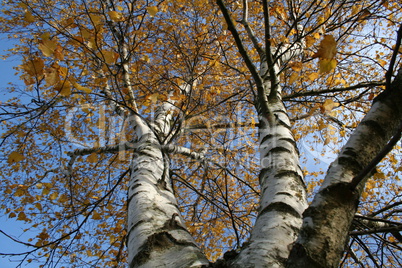 Birken im Herbst