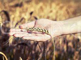 spica wheat lying on a  palm