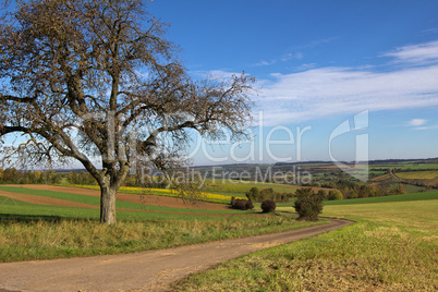 Sommerlandschaft