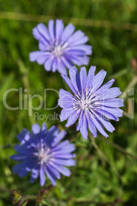 Chicory