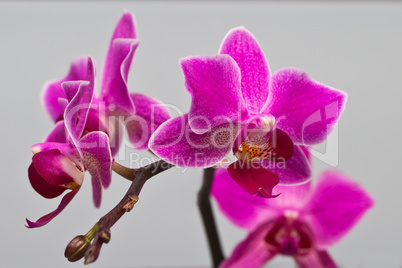 Orchideen