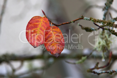 Autumn leaves