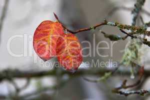 Autumn leaves