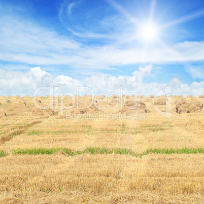 Field with Stacks of straw and blue sky