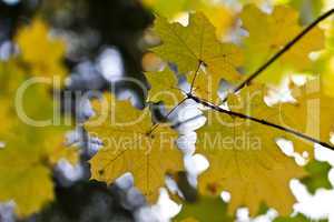 Herbstblätter