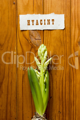 Young shoots Hyacint