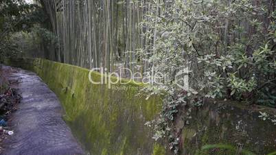 Bamboo on Little River Banks