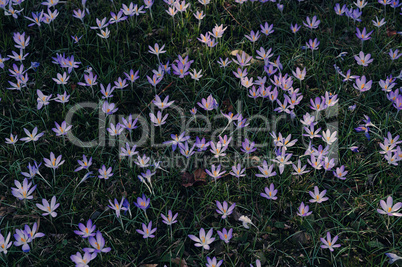 crocuses