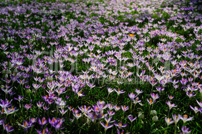 crocuses