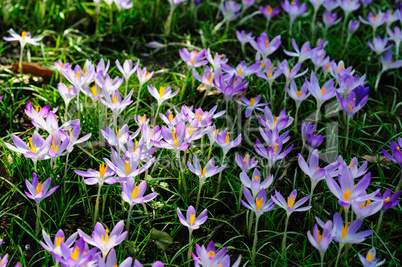 crocuses