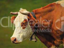 Hereford cow portrait and bell