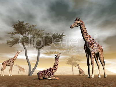 Giraffes in the savannah - 3D render