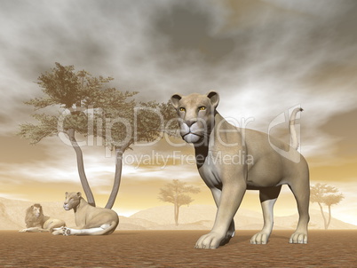 Lions in the savannah - 3D render