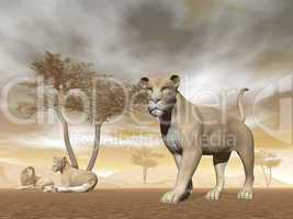 Lions in the savannah - 3D render