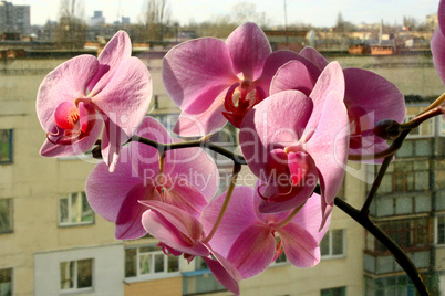 beautiful branch of the blossoming pink orchid