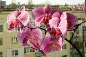 beautiful branch of the blossoming pink orchid