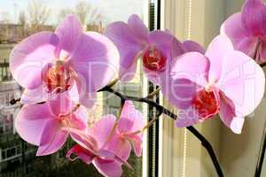 beautiful branch of the blossoming pink orchid